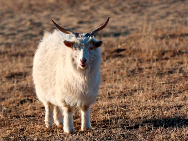 domesticated cashmere goat